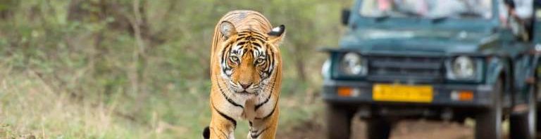 Ranthambore National Park